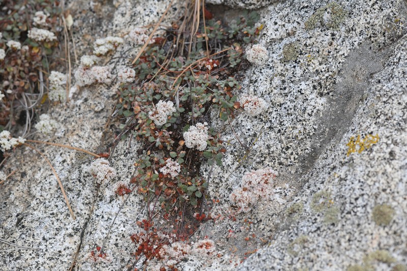 Paiute Buckwheat photo 7