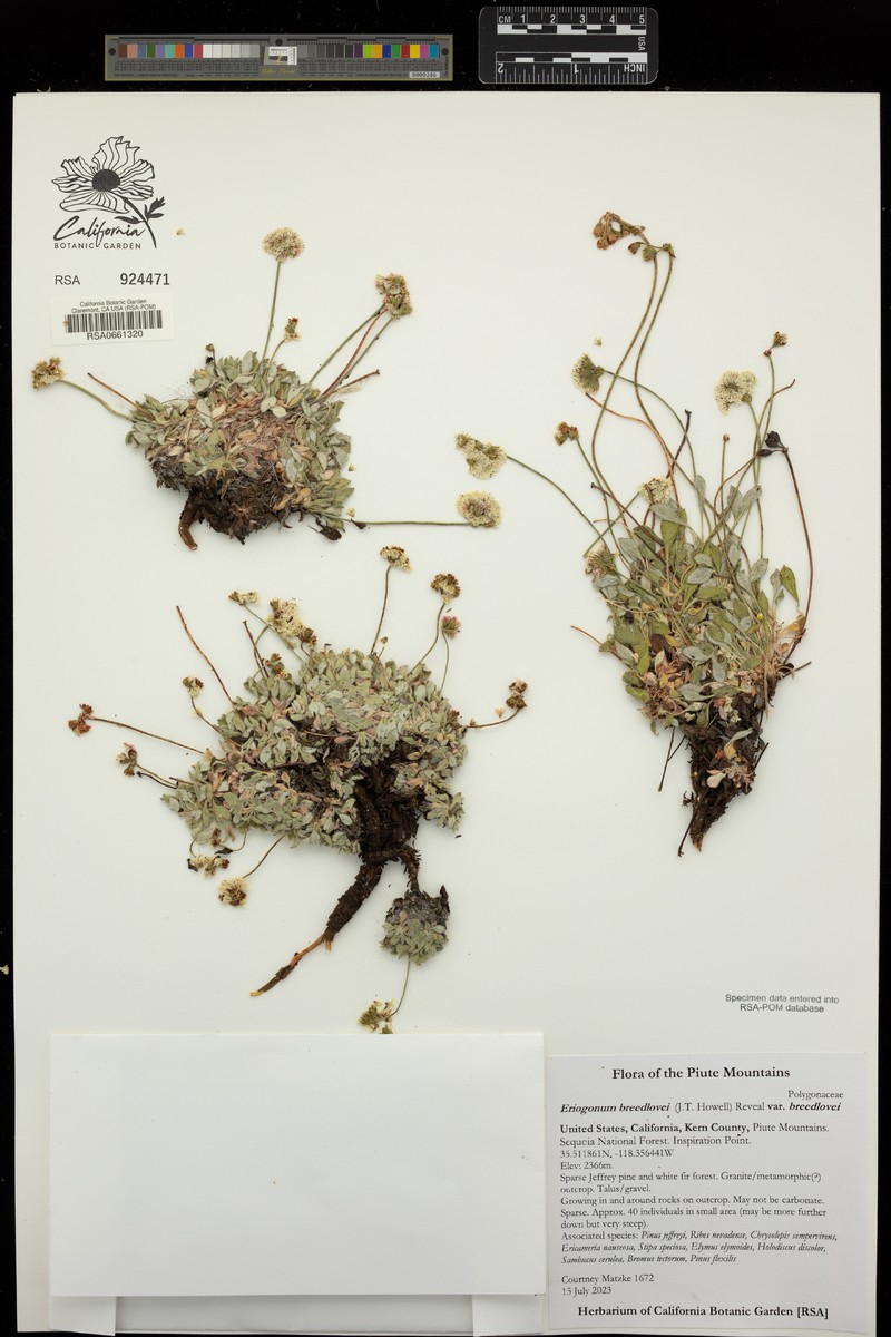 Eriogonum breedlovei var. breedlovei