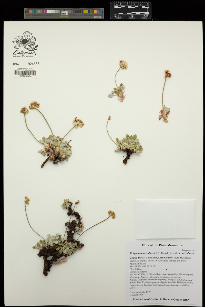 Eriogonum breedlovei var. breedlovei photo 2