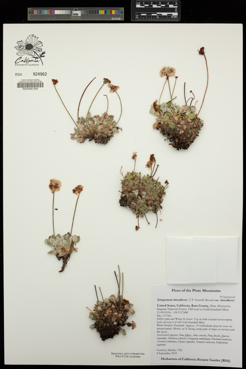 Eriogonum breedlovei var. breedlovei photo 3