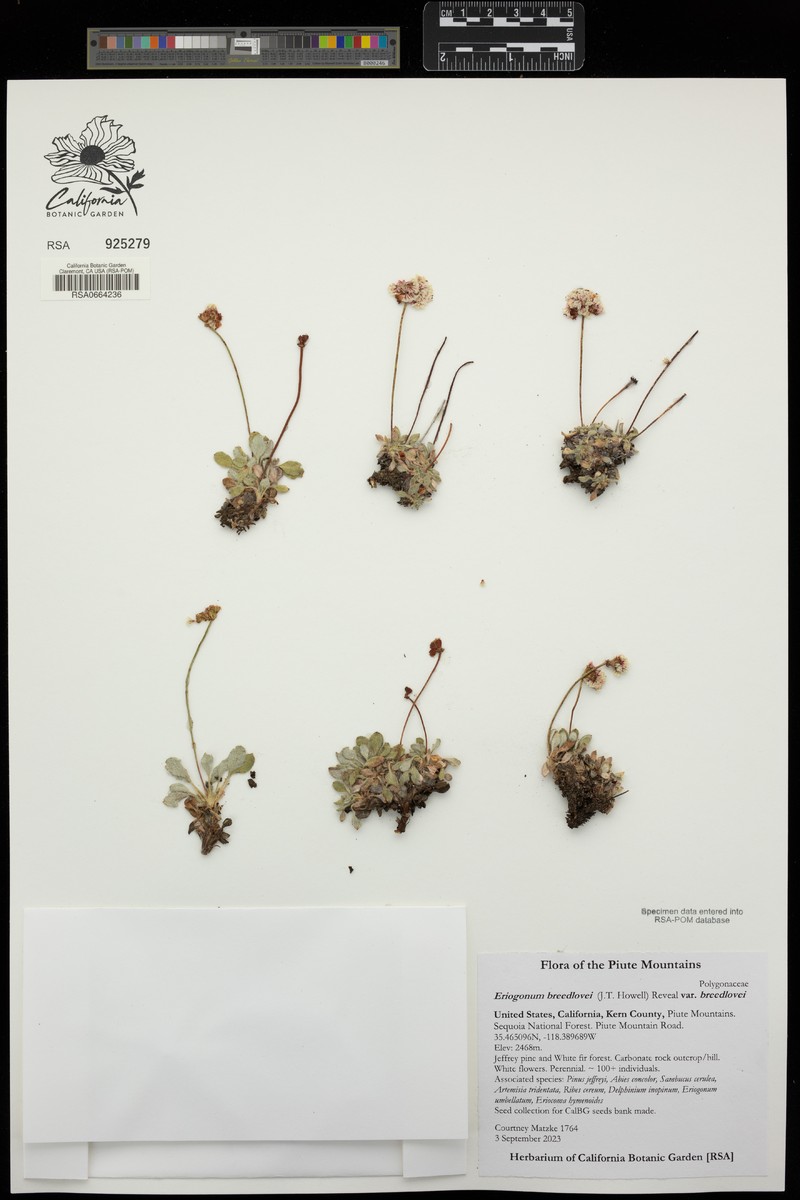 Eriogonum breedlovei var. breedlovei photo 4