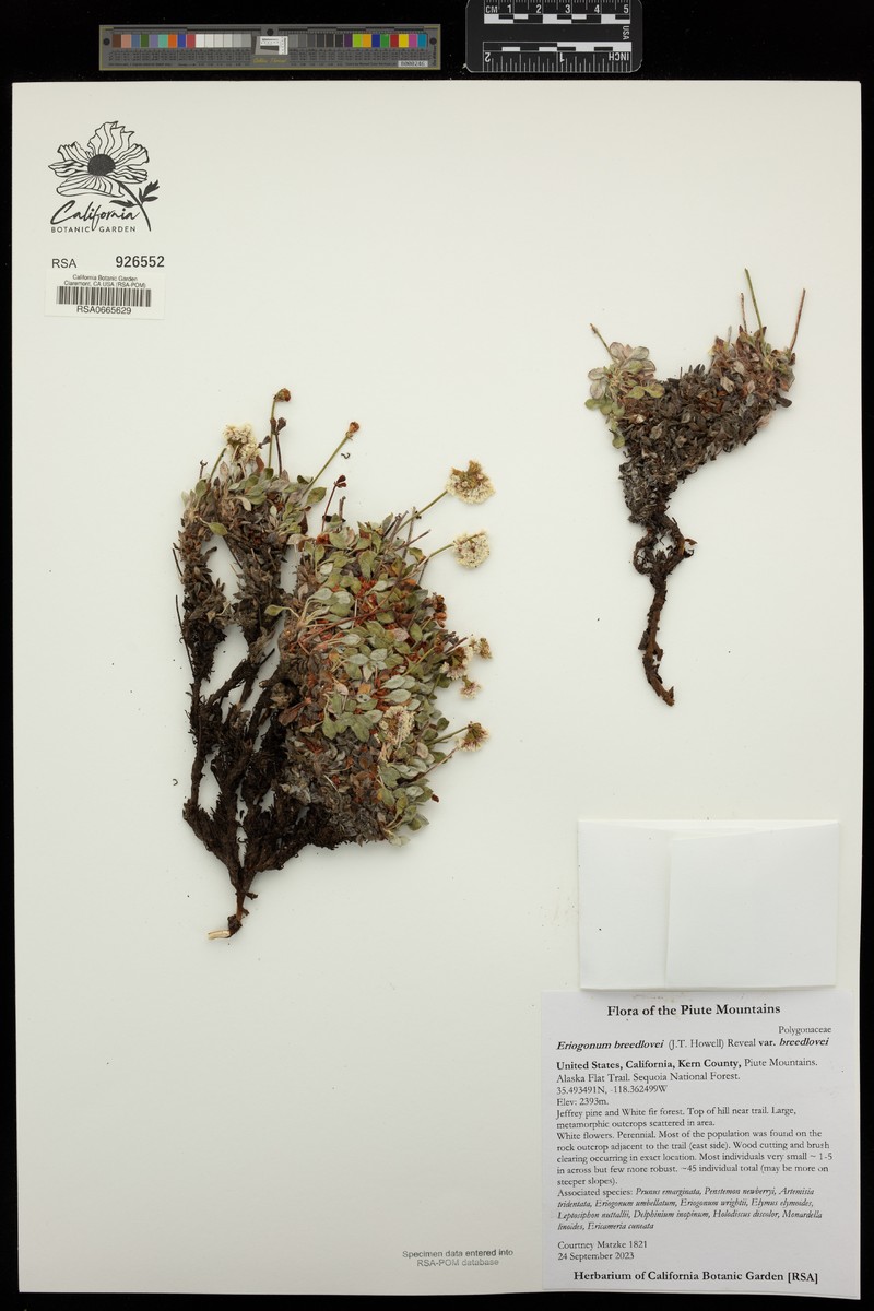 Eriogonum breedlovei var. breedlovei photo 5