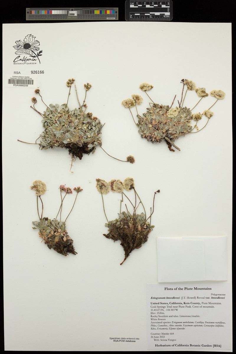 Eriogonum breedlovei var. breedlovei photo 6