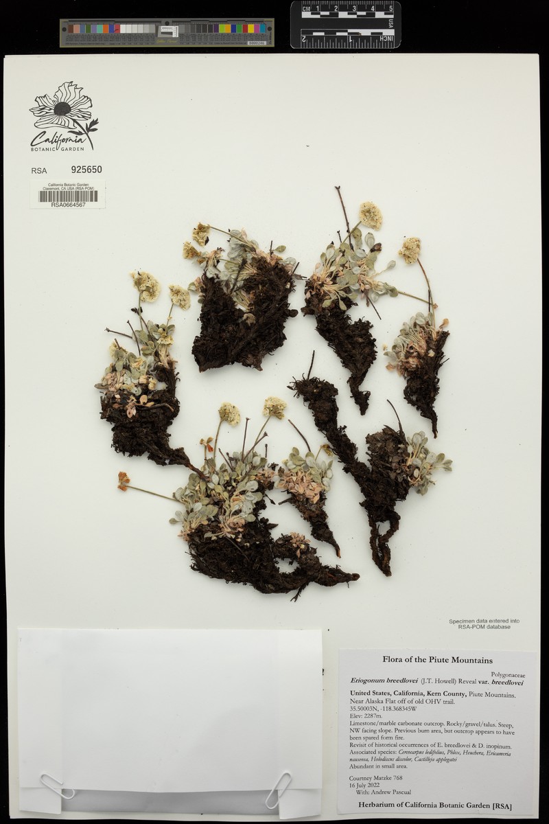Eriogonum breedlovei var. breedlovei photo 7