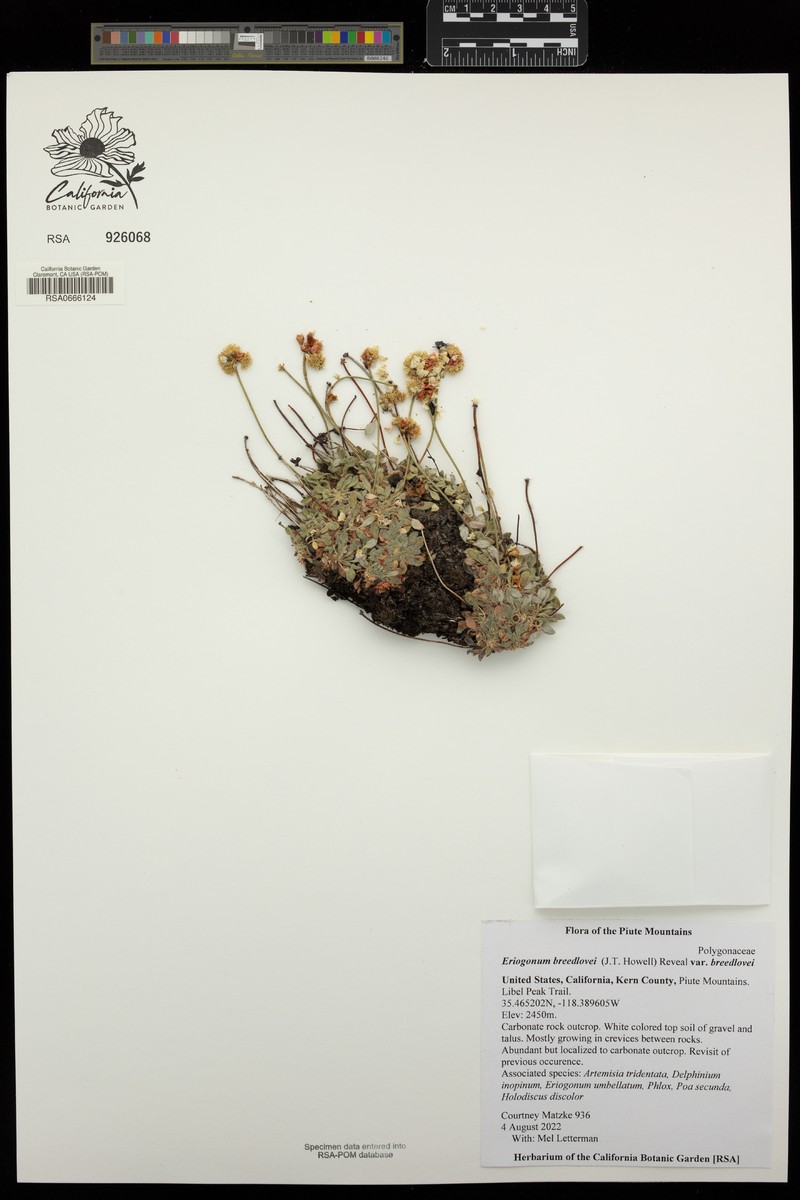 Eriogonum breedlovei var. breedlovei photo 8