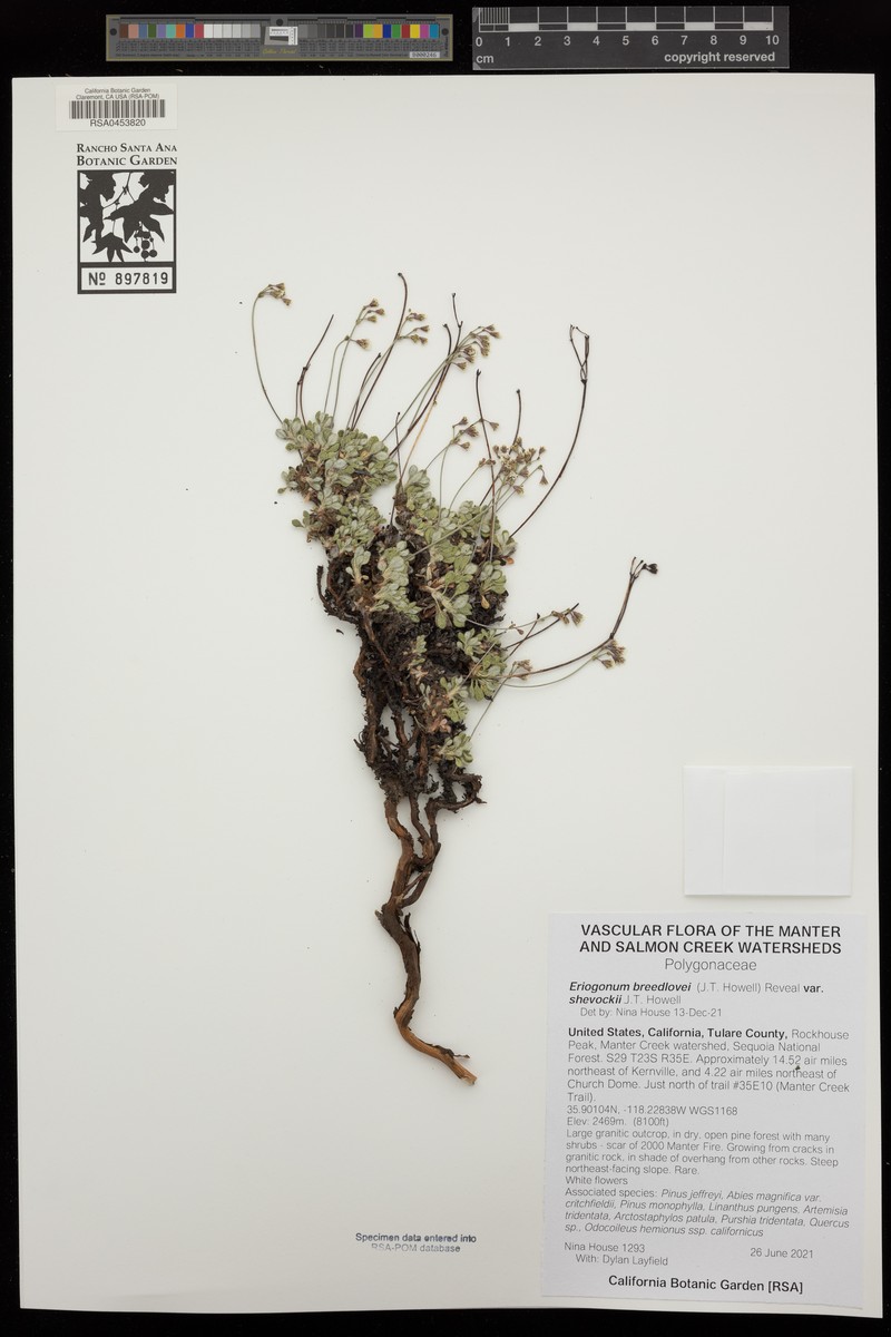 Eriogonum breedlovei var. shevockii photo 4
