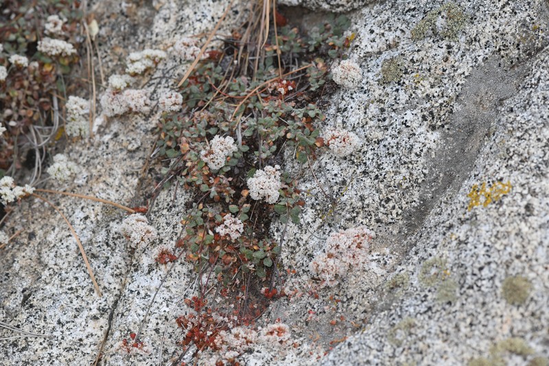 Eriogonum breedlovei var. shevockii
