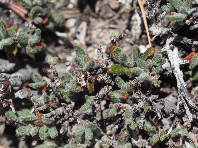 Eriogonum breedlovei var. shevockii photo 2
