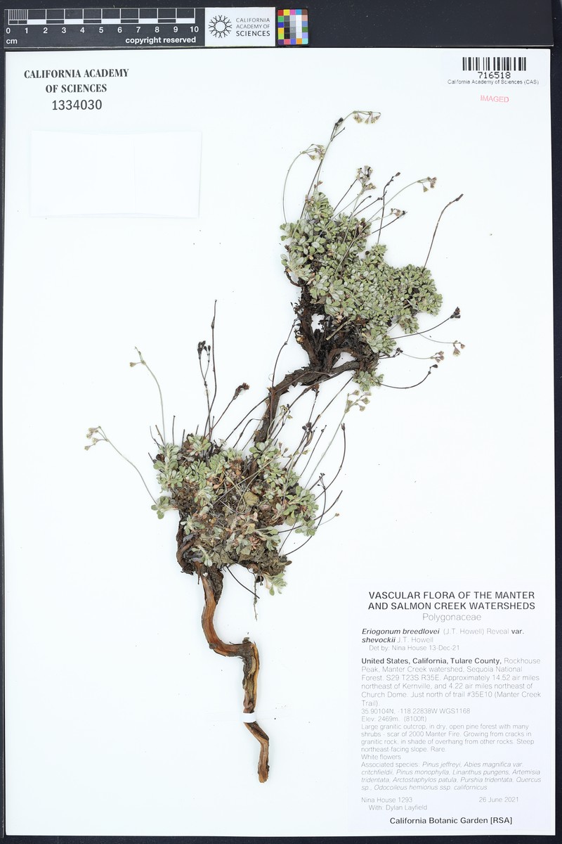Eriogonum breedlovei var. shevockii photo 3