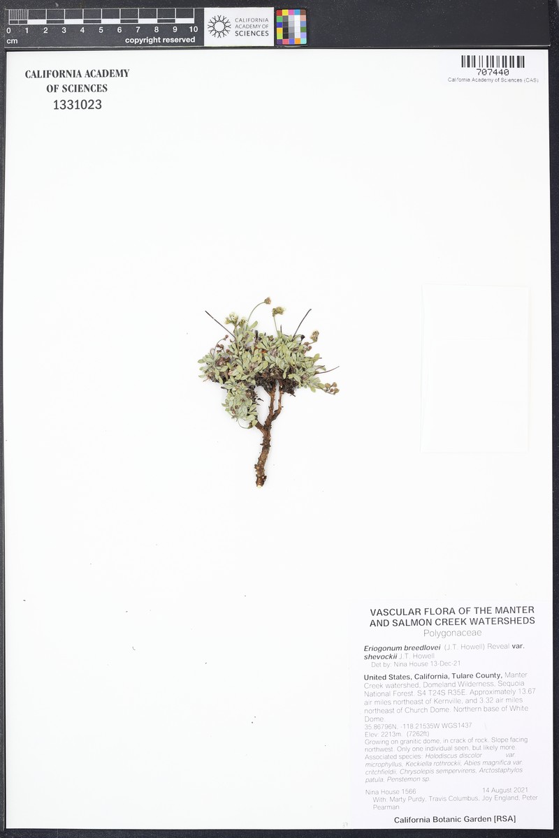 Eriogonum breedlovei var. shevockii photo 4