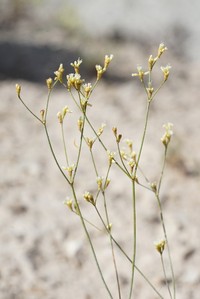 Shortstem Buckwheat