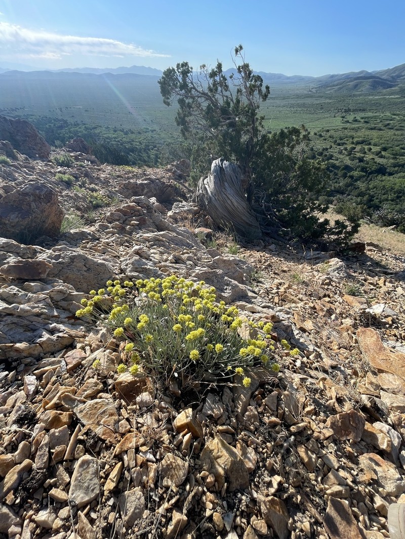 Shortstem Buckwheat photo 3