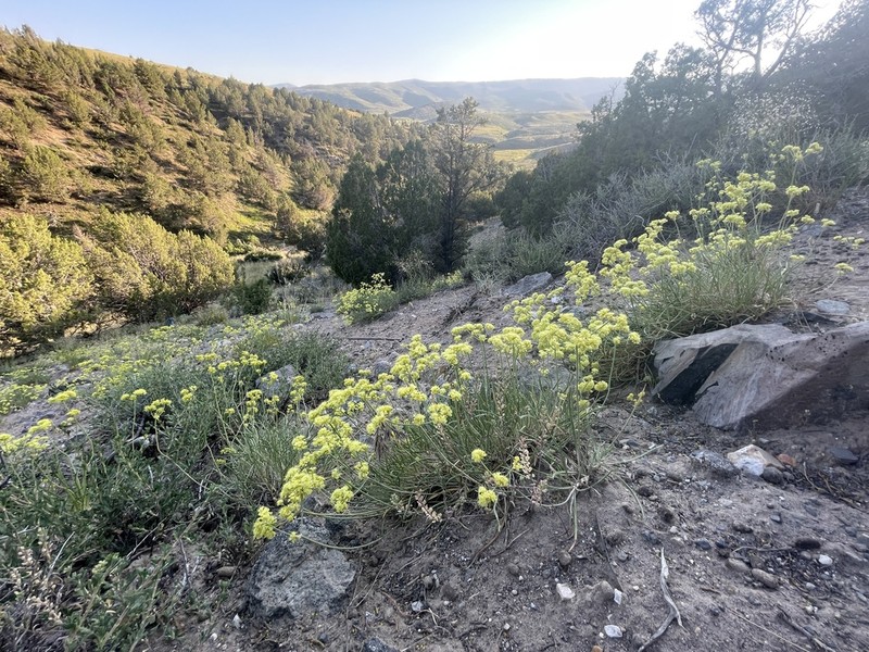 Shortstem Buckwheat photo 4