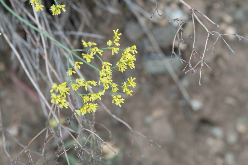 Shortstem Buckwheat photo 5
