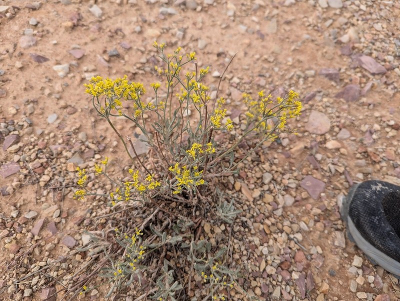 Shortstem Buckwheat photo 7