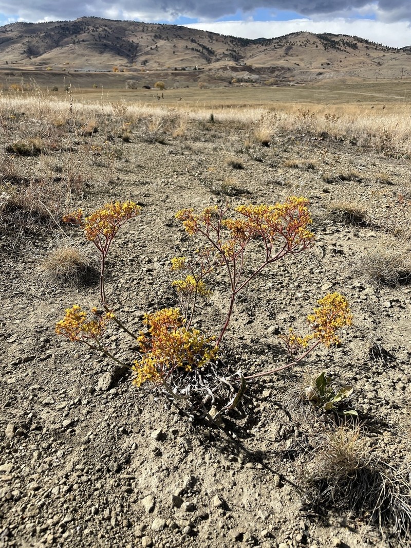 Shortstem Buckwheat photo 8