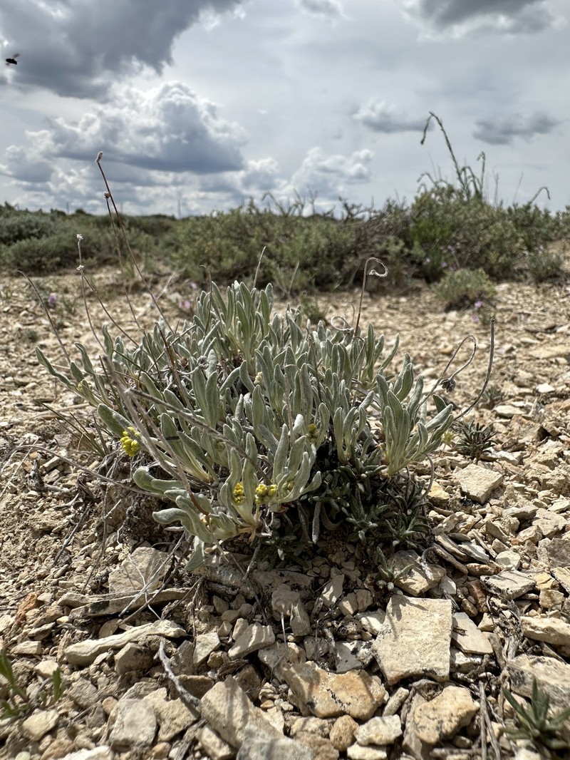 Eriogonum brevicaule var. bannockense