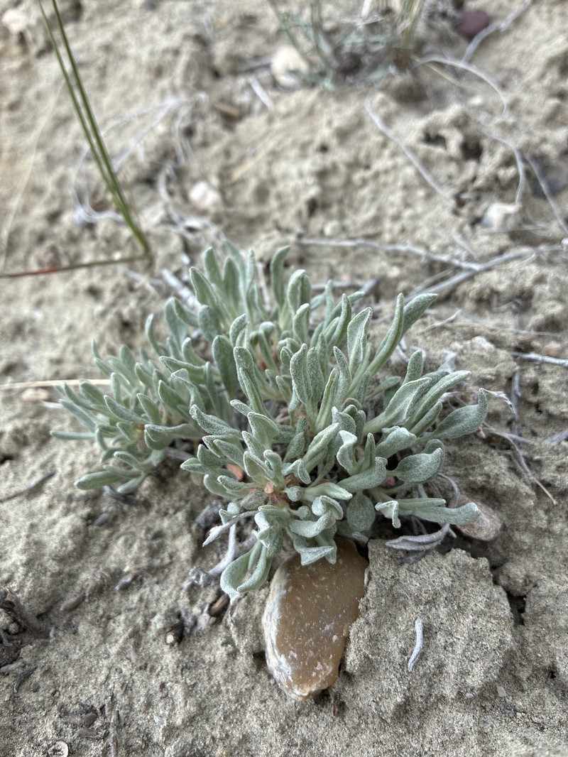 Eriogonum brevicaule var. bannockense photo 2