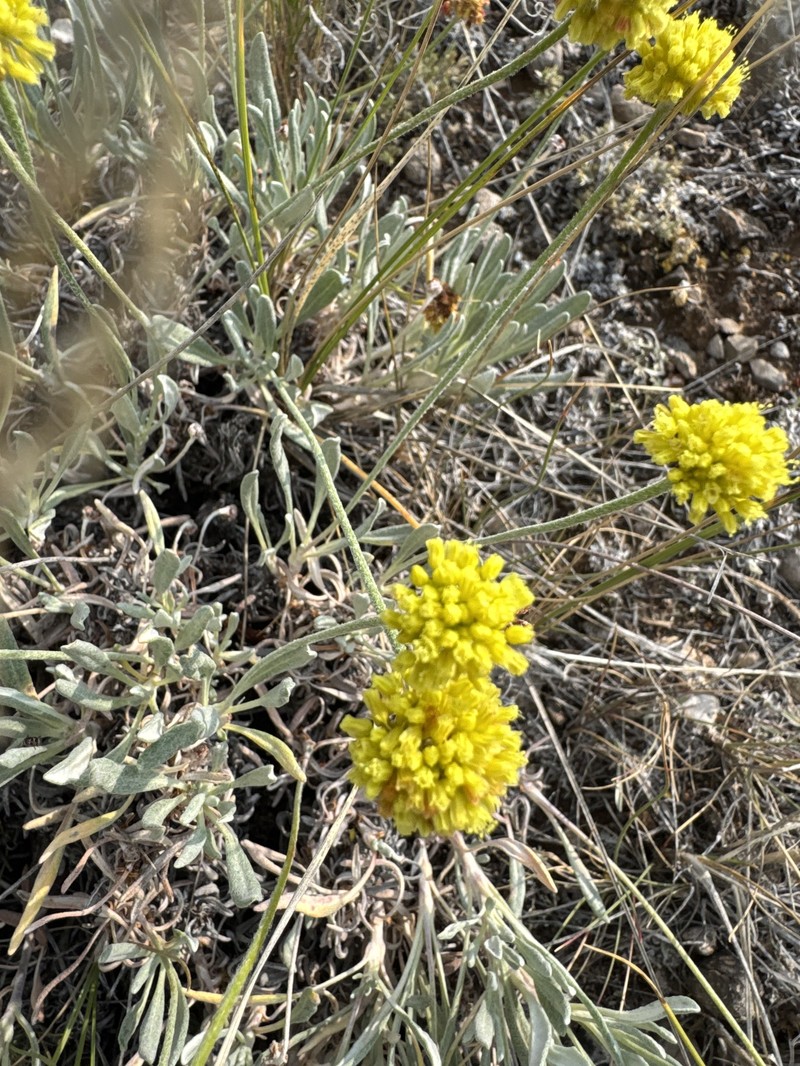 Eriogonum brevicaule var. bannockense photo 3
