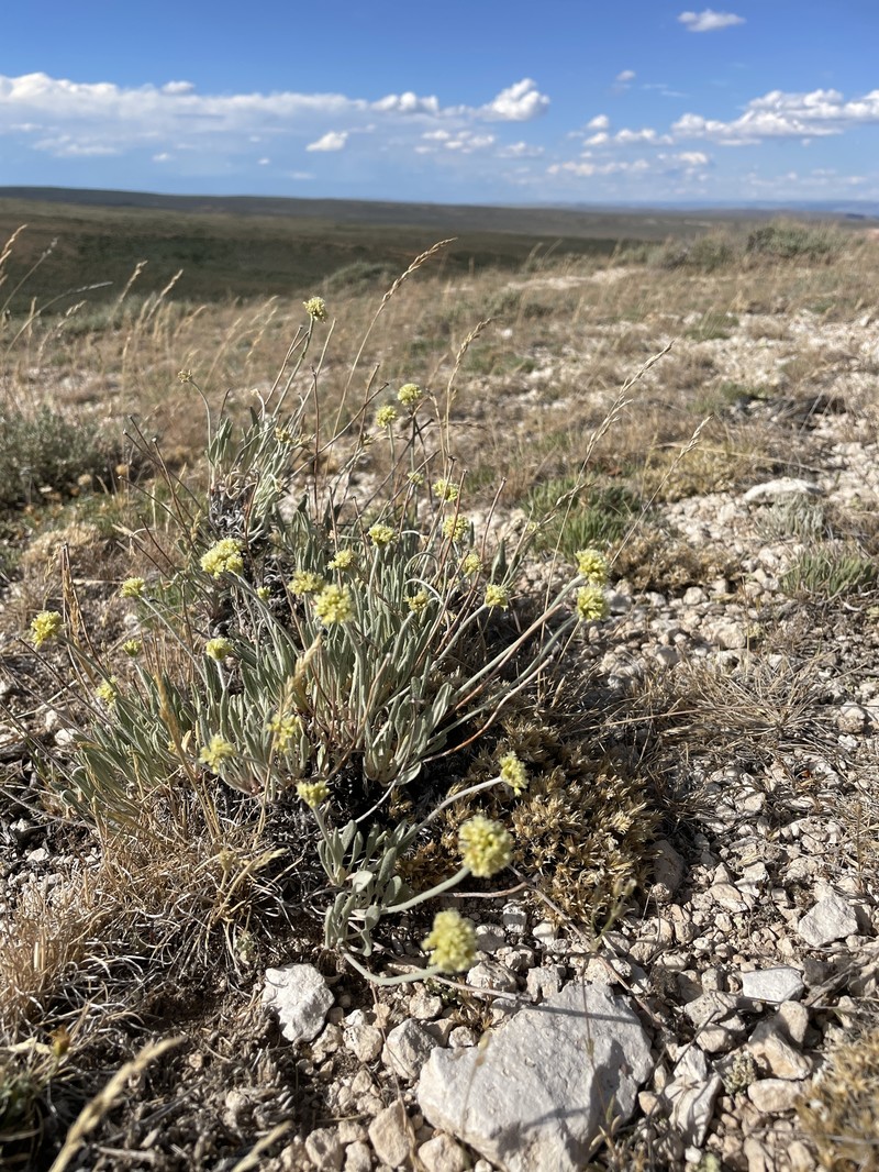 Eriogonum brevicaule var. bannockense photo 4