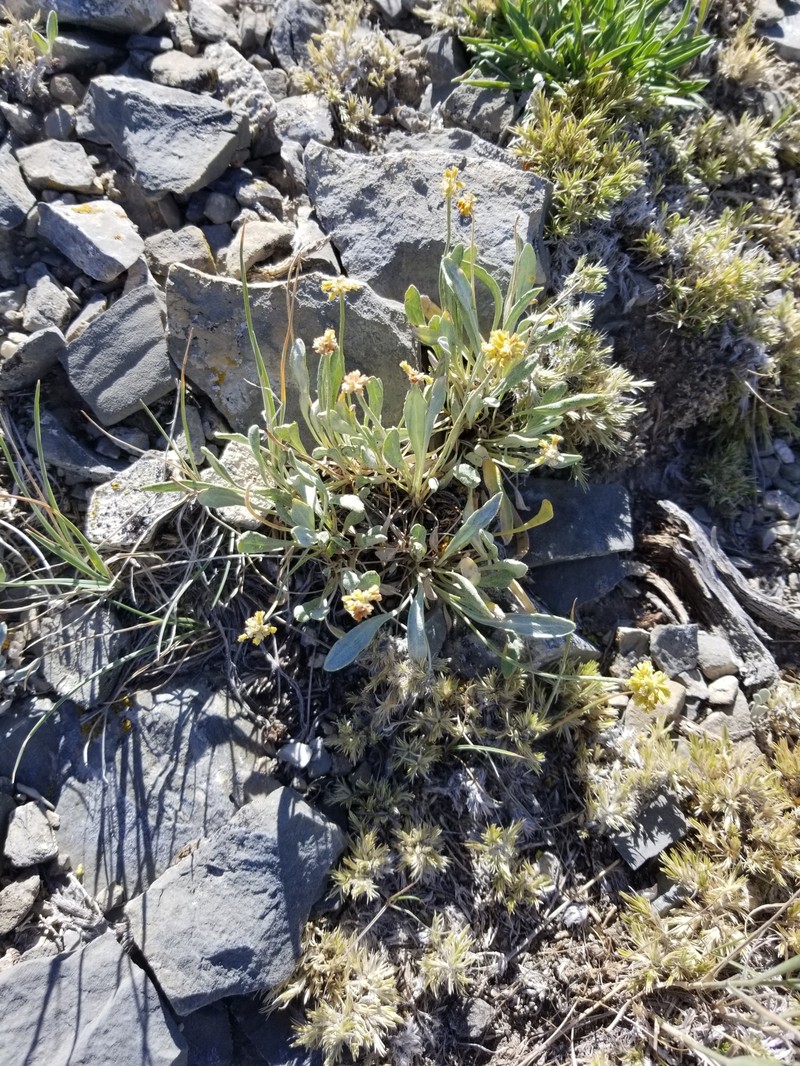 Eriogonum brevicaule var. bannockense photo 5