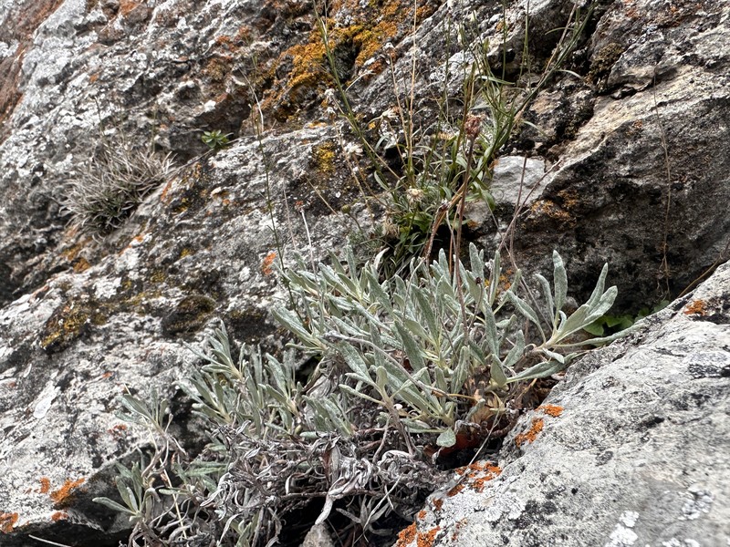 Eriogonum brevicaule var. bannockense photo 6