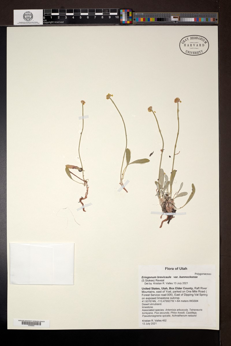 Eriogonum brevicaule var. bannockense photo 7