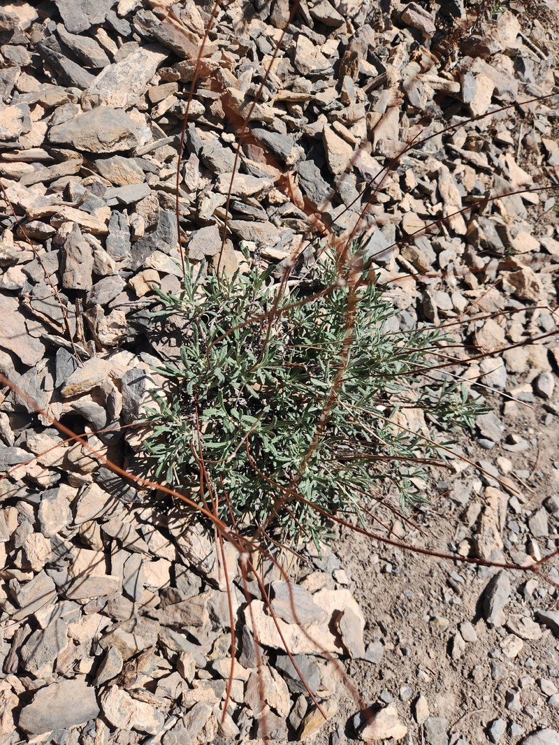 Eriogonum brevicaule var. brevicaule
