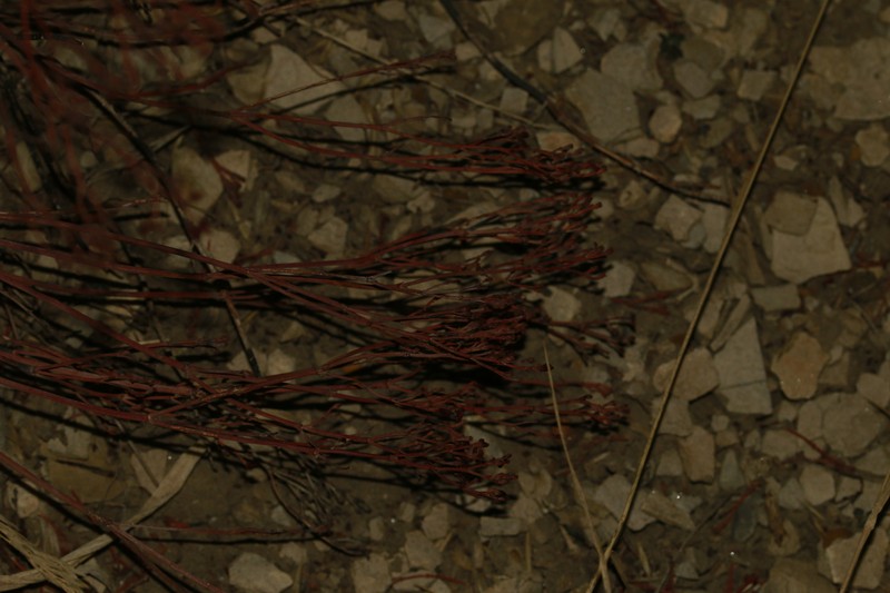 Eriogonum brevicaule var. brevicaule photo 2