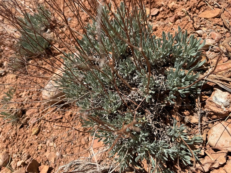 Eriogonum brevicaule var. brevicaule photo 3