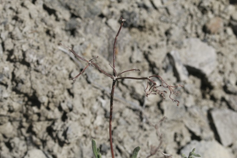 Eriogonum brevicaule var. brevicaule photo 4