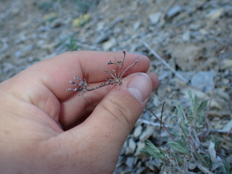 Eriogonum brevicaule var. brevicaule photo 5
