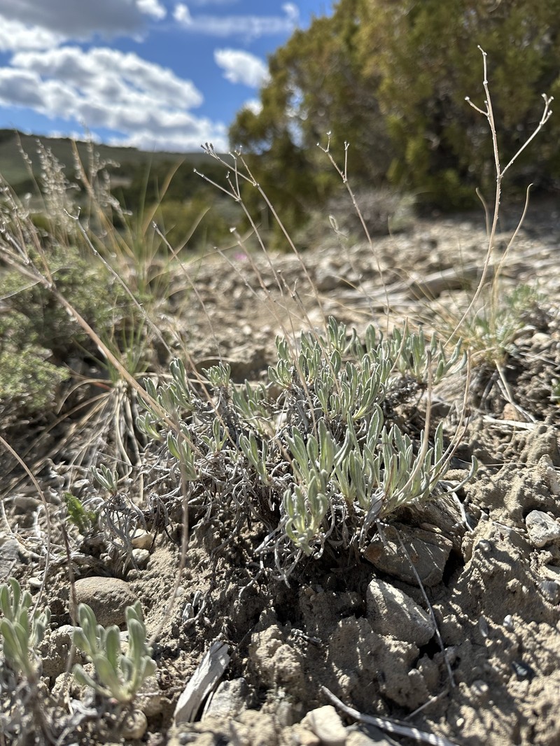 Eriogonum brevicaule var. brevicaule photo 6