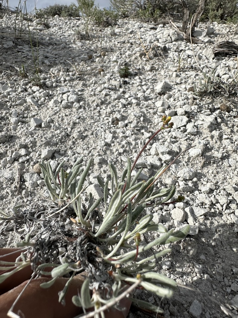 Eriogonum brevicaule var. brevicaule photo 7