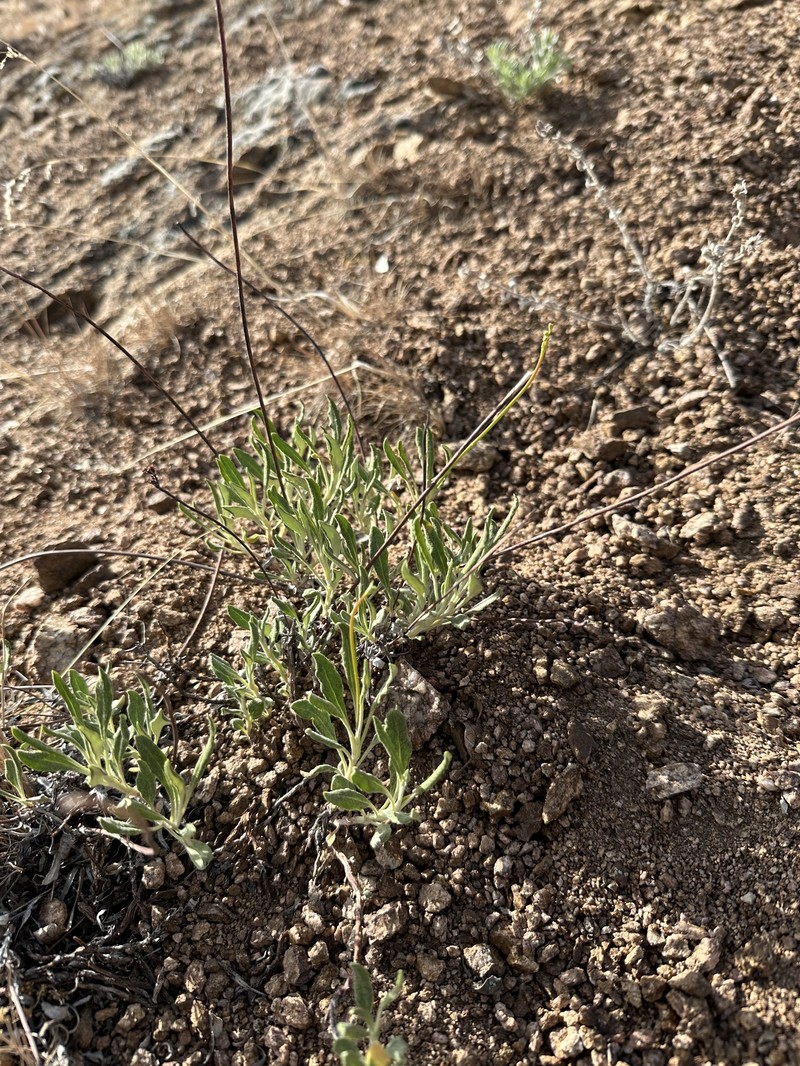 Eriogonum brevicaule var. brevicaule photo 8