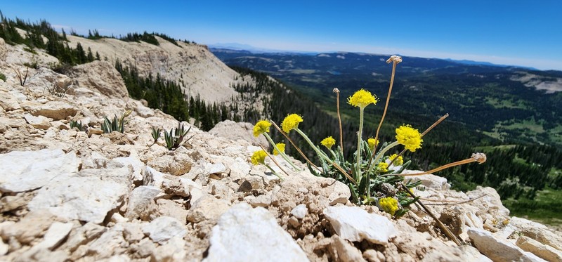Eriogonum brevicaule var. caelitum