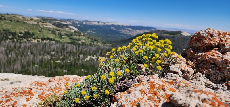 Eriogonum brevicaule var. caelitum photo 2