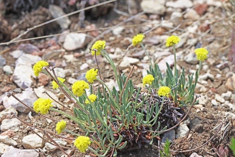 Eriogonum brevicaule var. caelitum photo 3