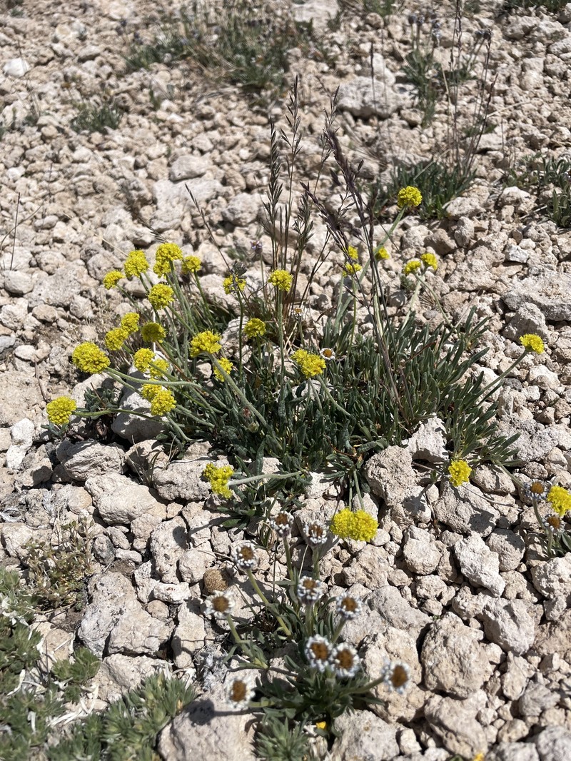 Eriogonum brevicaule var. caelitum photo 4
