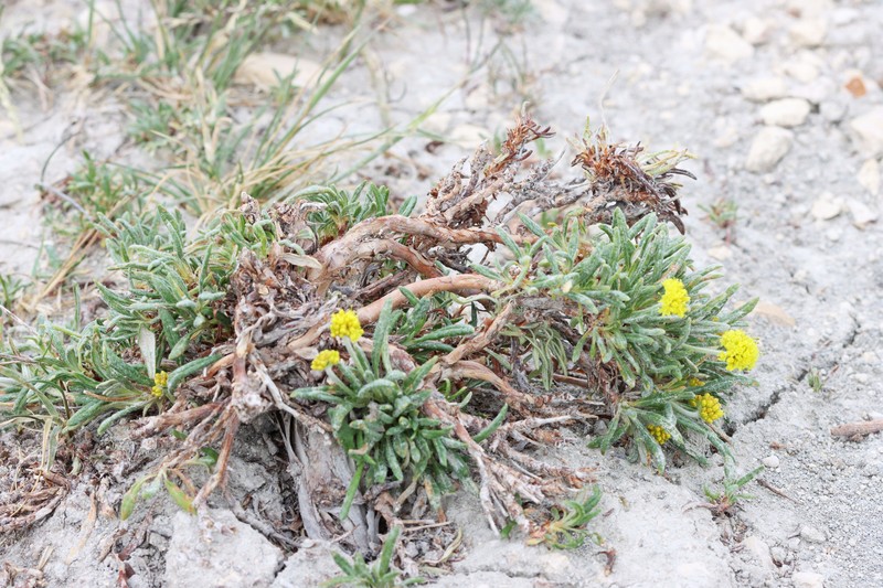 Eriogonum brevicaule var. caelitum photo 5