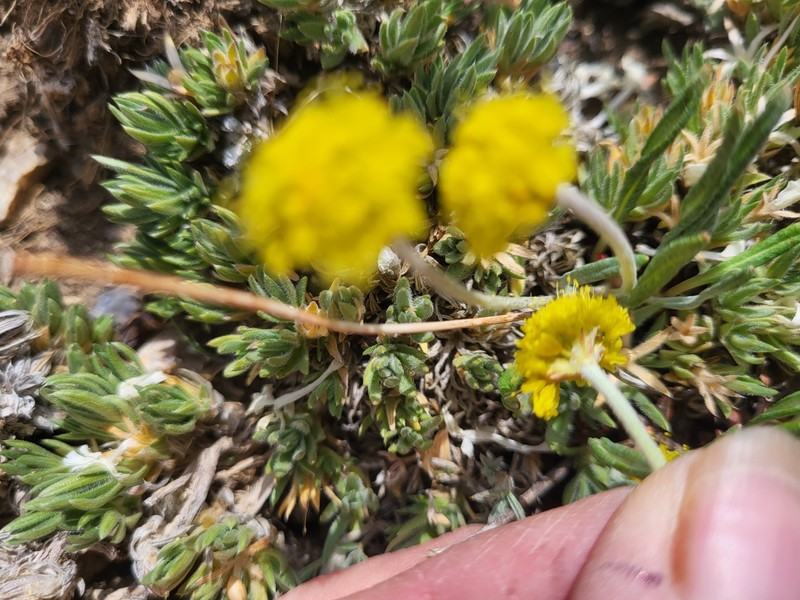 Eriogonum brevicaule var. caelitum photo 6
