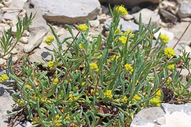 Eriogonum brevicaule var. caelitum photo 7