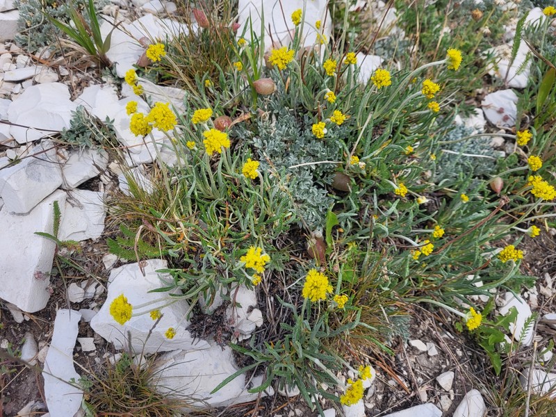 Eriogonum brevicaule var. caelitum photo 8
