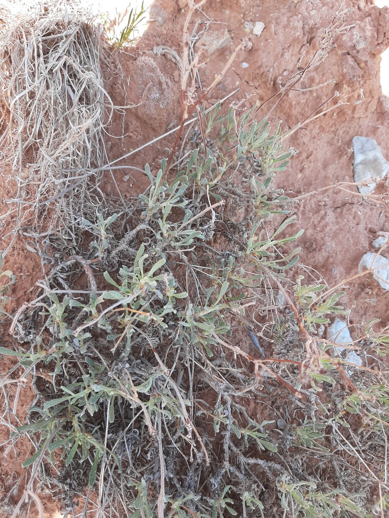 Parasol Buckwheat