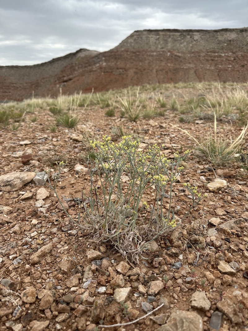 Parasol Buckwheat photo 2