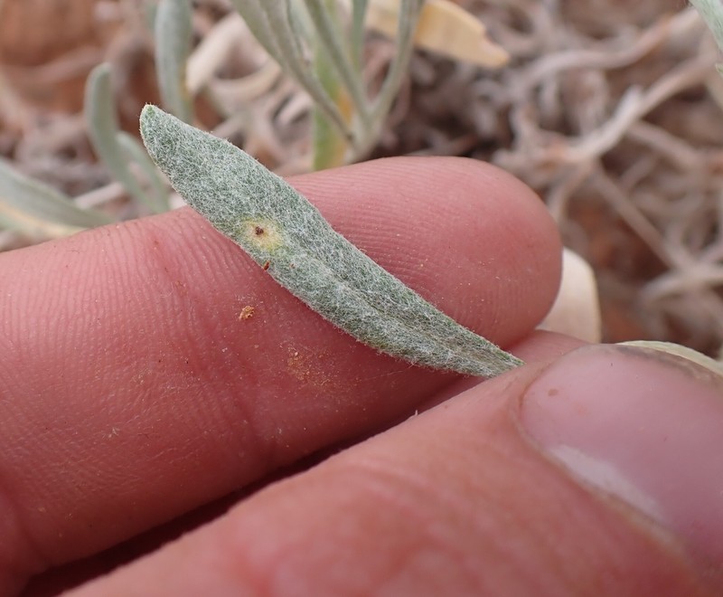 Parasol Buckwheat photo 4