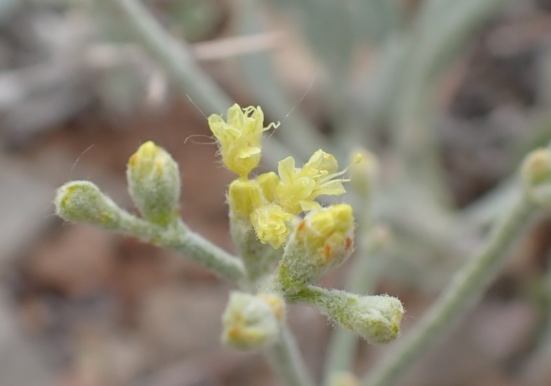 Parasol Buckwheat photo 5
