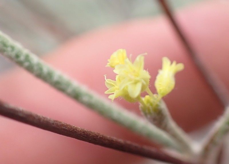 Parasol Buckwheat photo 6