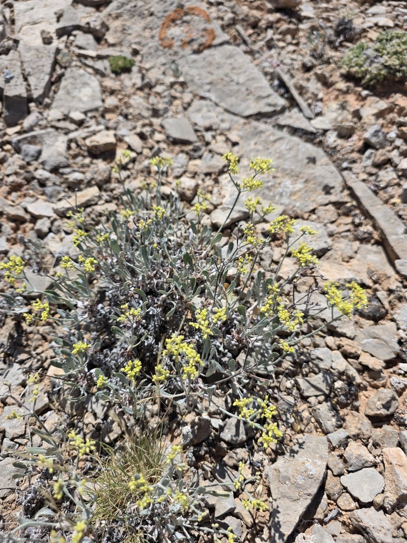 Parasol Buckwheat photo 7