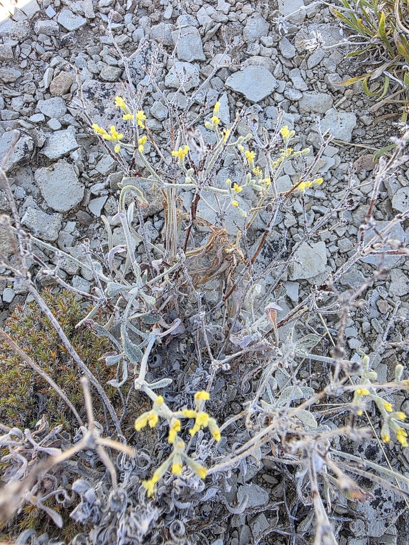 Parasol Buckwheat photo 8